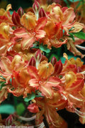  Verdie Sommerville Azalea (Rhododendron) - 3 Gallon Pot
