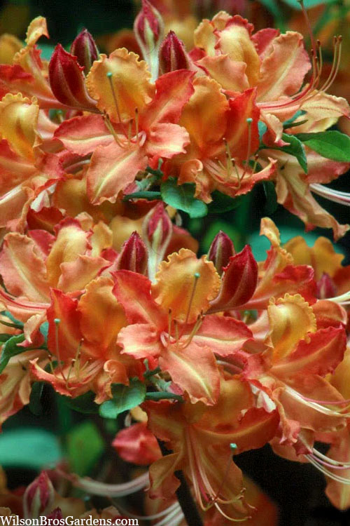  Verdie Sommerville Azalea (Rhododendron) - 1 Gallon Pot