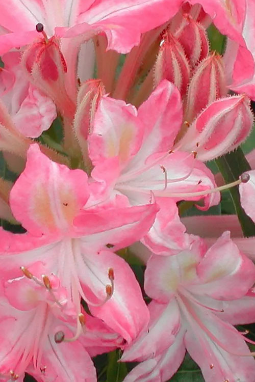  Ribbon Candy Swamp Azalea (Rhododendron Viscosum) - 1 Gallon Pot