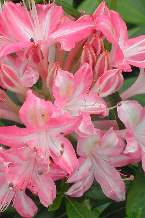  Ribbon Candy Swamp Azalea (Rhododendron Viscosum) - 1 Gallon Pot