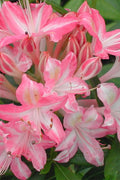  Ribbon Candy Swamp Azalea (Rhododendron Viscosum) - 1 Gallon Pot