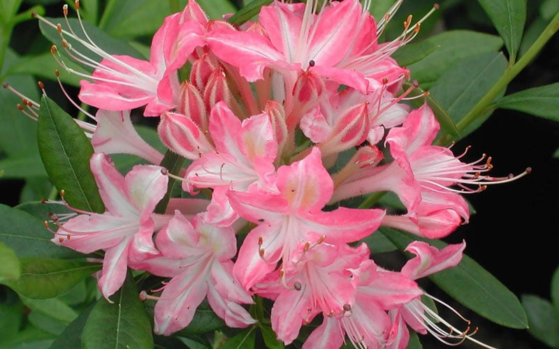  Ribbon Candy Swamp Azalea (Rhododendron Viscosum) - 1 Gallon Pot