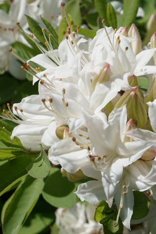  Swamp Azalea (Rhododendron Viscosum) - 1 Gallon Pot