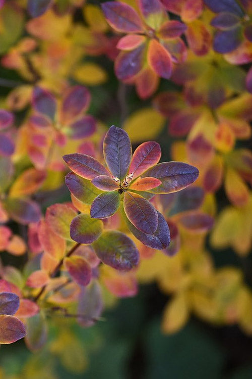  Swamp Azalea (Rhododendron Viscosum) - 1 Gallon Pot