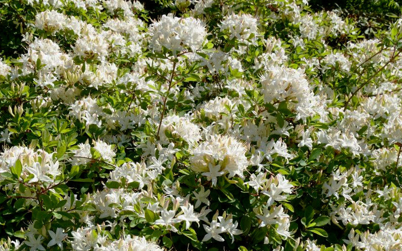  Swamp Azalea (Rhododendron Viscosum) - 3 Gallon Pot