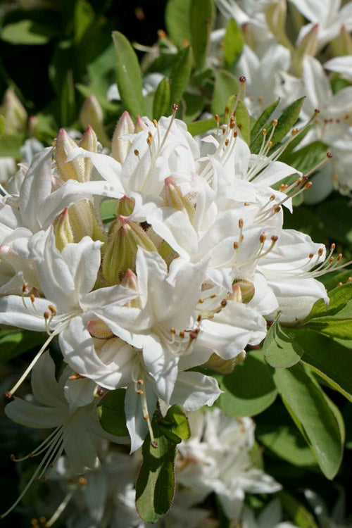  Swamp Azalea (Rhododendron Viscosum) - 3 Gallon Pot
