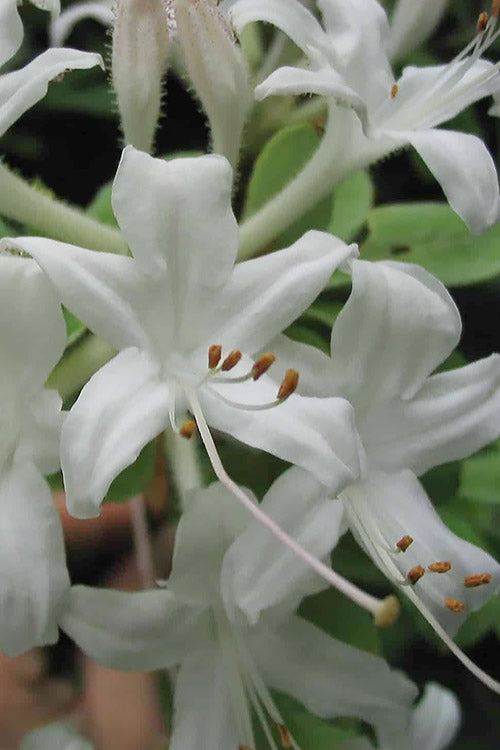  Swamp Azalea (Rhododendron Viscosum) - 1 Gallon Pot