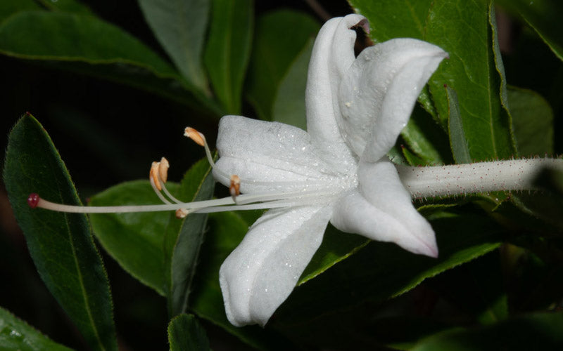 Swamp Azalea (Rhododendron Viscosum) - 1 Gallon Pot