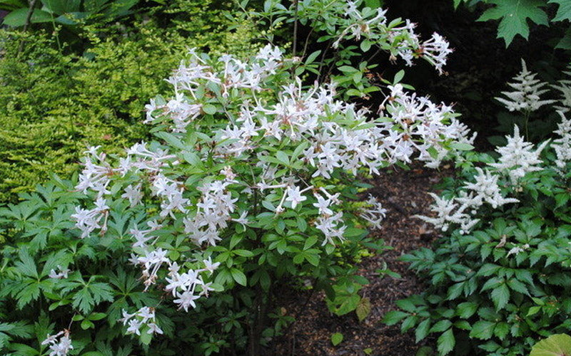  Swamp Azalea (Rhododendron Viscosum) - 3 Gallon Pot