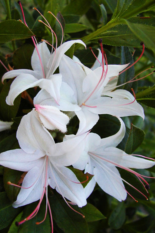  Weston's Innocence Fragrant Swamp Azalea (Rhododendron) - 3 Gallon Pot