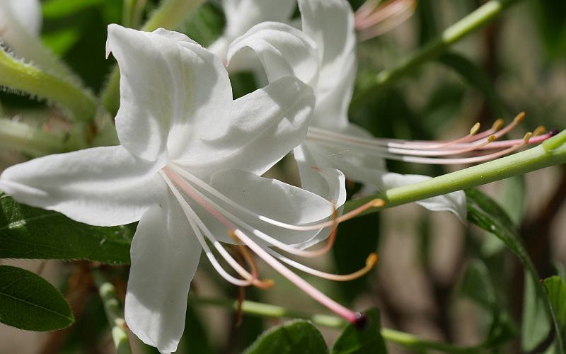  Weston's Innocence Fragrant Swamp Azalea (Rhododendron) - 3 Gallon Pot