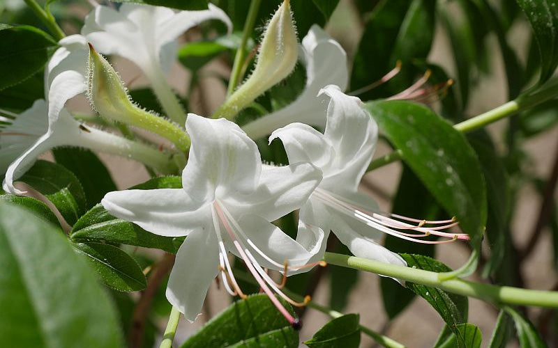  Weston's Innocence Fragrant Swamp Azalea (Rhododendron) - 3 Gallon Pot