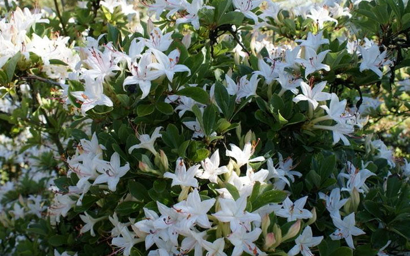  Weston's Innocence Fragrant Swamp Azalea (Rhododendron) - 3 Gallon Pot