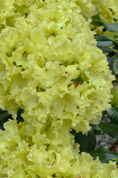  Windsong Rhododendron - 2 Gallon Pot