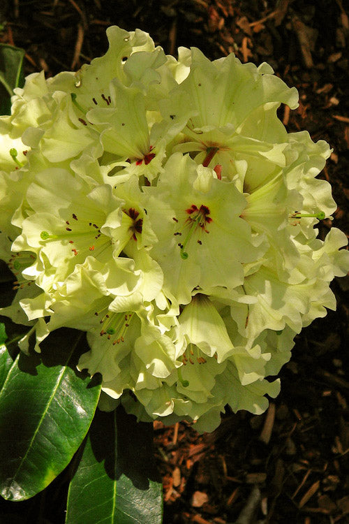  Windsong Rhododendron - 2 Gallon Pot