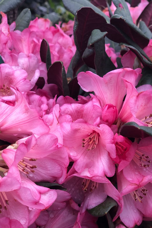 Wine And Roses Rhododendron - 2 Gallon Pot