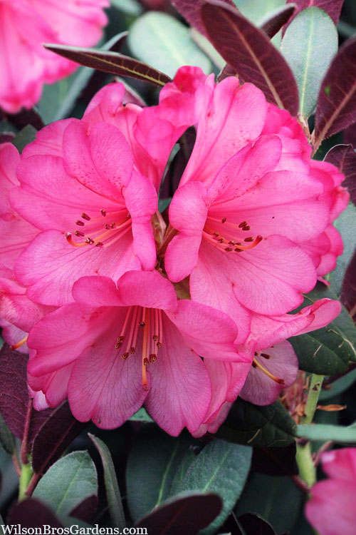  Wine And Roses Rhododendron - 2 Gallon Pot