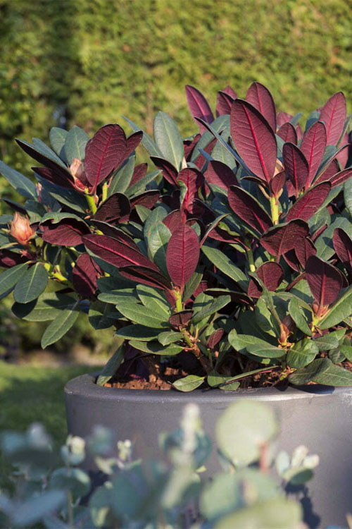  Wine And Roses Rhododendron - 2 Gallon Pot