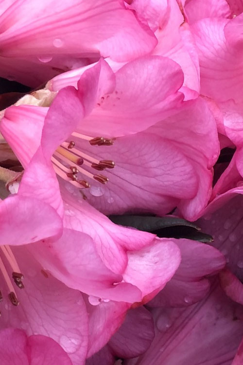  Wine And Roses Rhododendron - 2 Gallon Pot