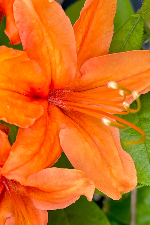  Tangerine Delight Orange Flame Azalea (Rhododendron Calendulaceum) -2 Gallon Pot