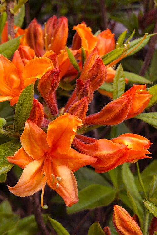  Tangerine Delight Orange Flame Azalea (Rhododendron Calendulaceum) -2 Gallon Pot