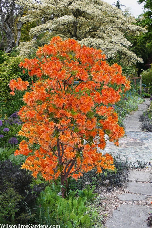  Tangerine Delight Orange Flame Azalea (Rhododendron Calendulaceum) -2 Gallon Pot