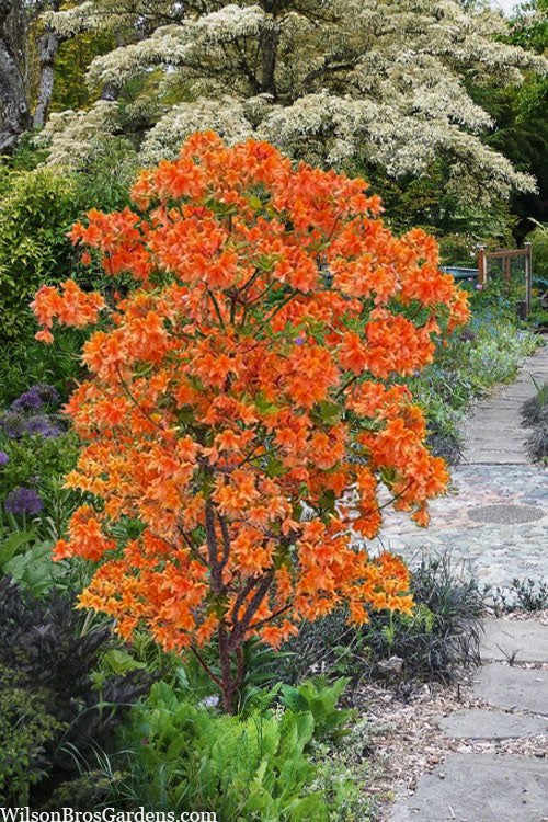  Tangerine Delight Orange Flame Azalea (Rhododendron Calendulaceum) -2 Gallon Pot