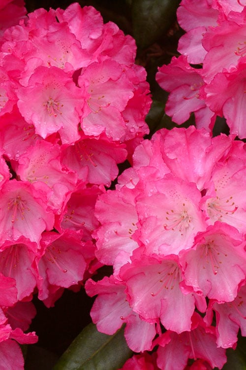  Fantastica Rhododendron - 5 Gallon Pot 