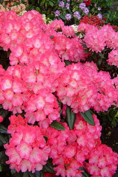  Fantastica Rhododendron - 5 Gallon Pot 