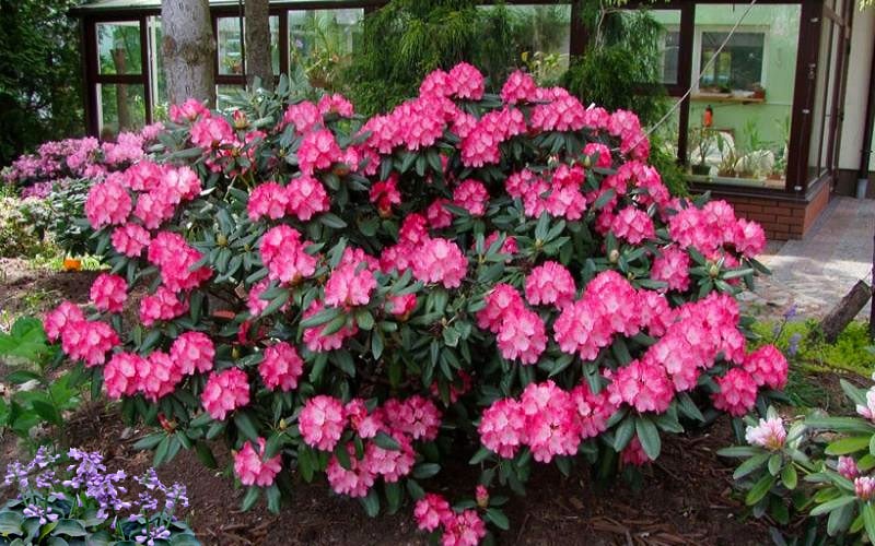  Fantastica Rhododendron - 5 Gallon Pot 