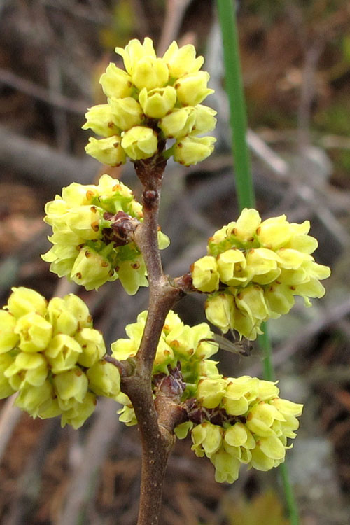  Fragrant Sumac (Rhus Aromatica) - 1 Gallon Pot