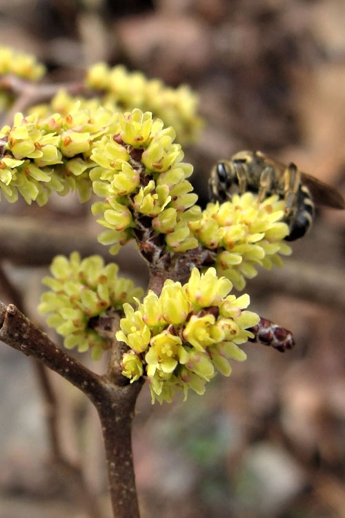  Fragrant Sumac (Rhus Aromatica) - 1 Gallon Pot