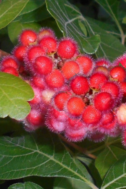  Fragrant Sumac (Rhus Aromatica) - 1 Gallon Pot