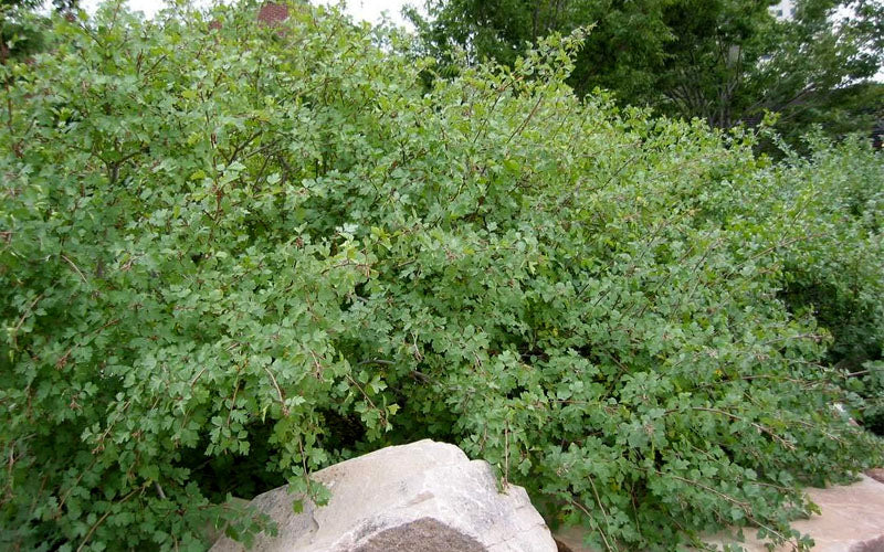  Fragrant Sumac (Rhus Aromatica) - 1 Gallon Pot