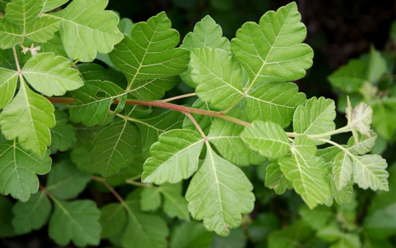  Fragrant Sumac (Rhus Aromatica) - 1 Gallon Pot