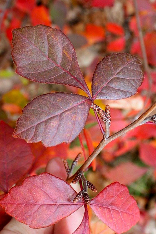  Fragrant Sumac (Rhus Aromatica) - 1 Gallon Pot
