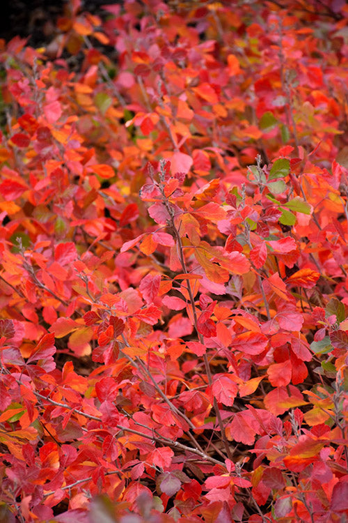  Gro-Low Fragrant Sumac (Rhus Aromatica) - 1 Gallon Pot
