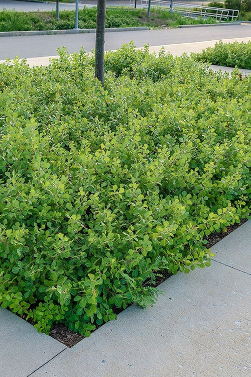  Gro-Low Fragrant Sumac (Rhus Aromatica) - 3 Gallon Pot