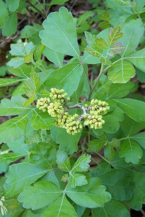 Gro-Low Fragrant Sumac (Rhus Aromatica) - 3 Gallon Pot