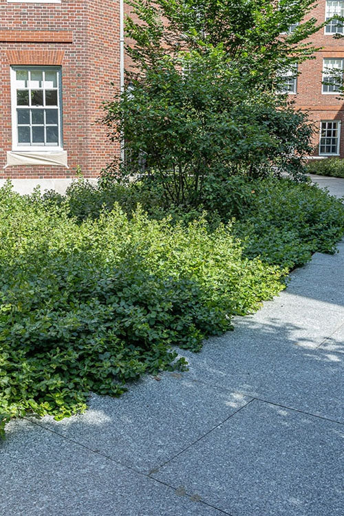  Gro-Low Fragrant Sumac (Rhus Aromatica) - 1 Gallon Pot