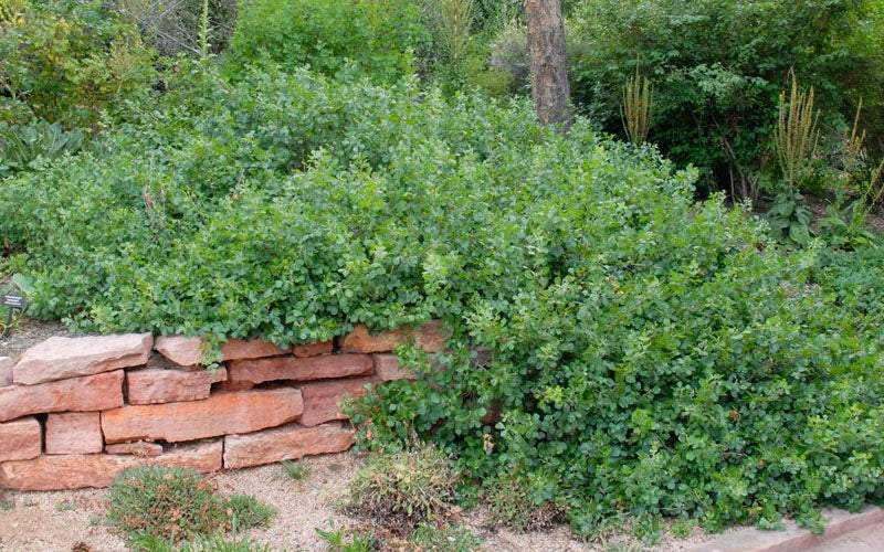  Gro-Low Fragrant Sumac (Rhus Aromatica) - 3 Gallon Pot