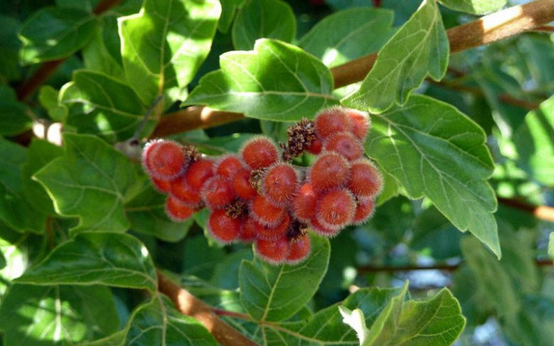  Gro-Low Fragrant Sumac (Rhus Aromatica) - 1 Gallon Pot
