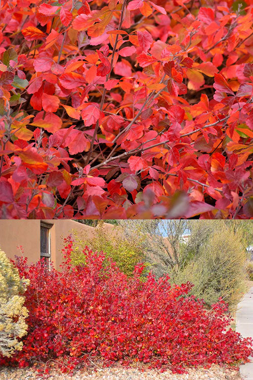  Gro-Low Fragrant Sumac (Rhus Aromatica) - 1 Gallon Pot