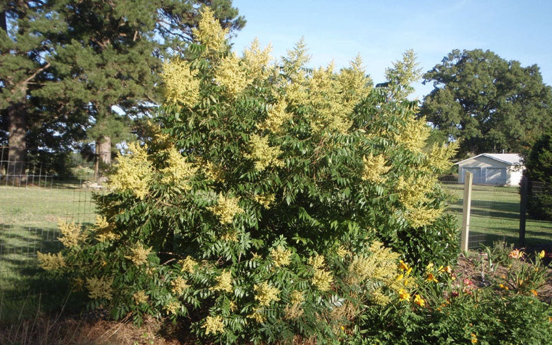  Shining Winged Sumac (Rhus Copallinum) - 1 Gallon Pot