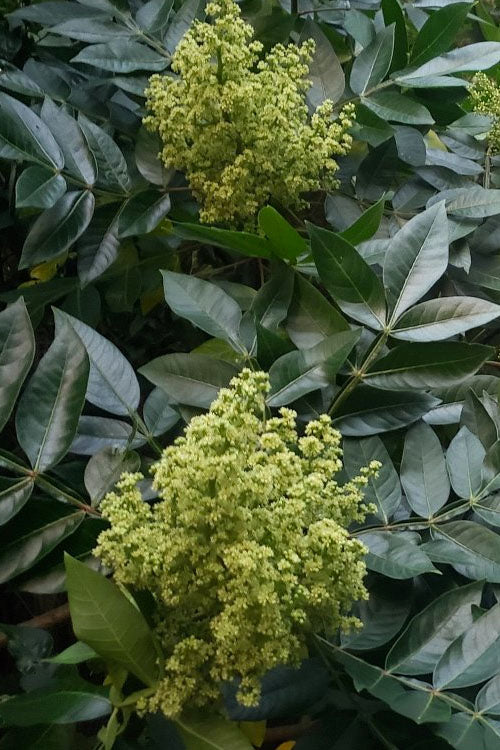 Shining Winged Sumac (Rhus Copallinum) - 1 Gallon Pot