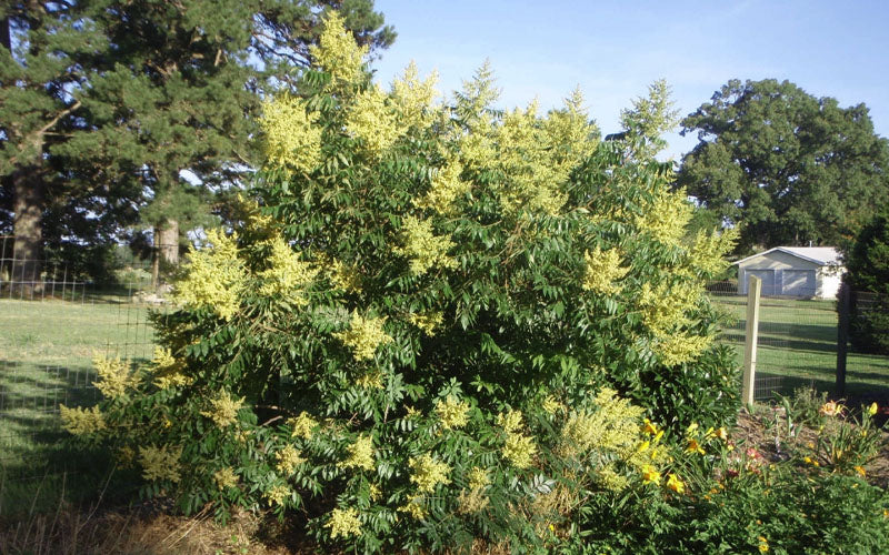  Shining Winged Sumac (Rhus Copallinum) - 1 Gallon Pot