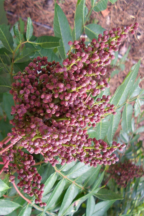  Shining Winged Sumac (Rhus Copallinum) - 1 Gallon Pot