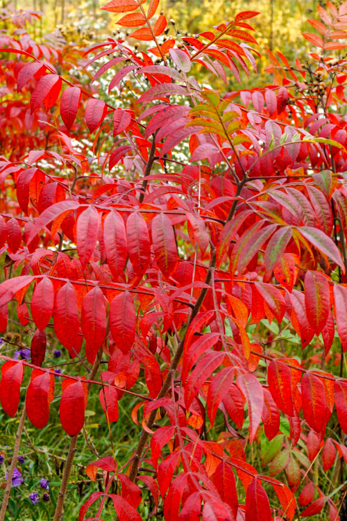  Shining Winged Sumac (Rhus Copallinum) - 1 Gallon Pot