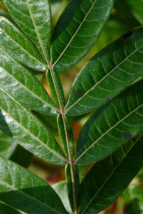  Shining Winged Sumac (Rhus Copallinum) - 1 Gallon Pot