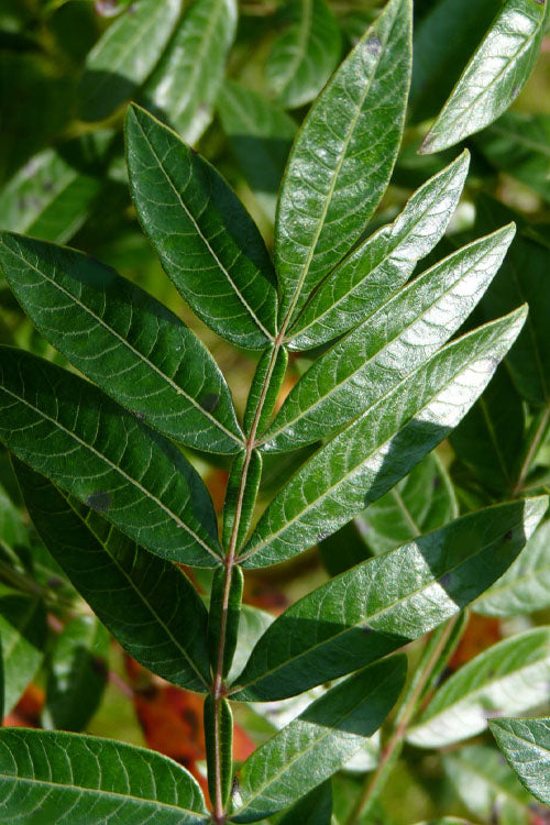  Shining Winged Sumac (Rhus Copallinum) - 1 Gallon Pot